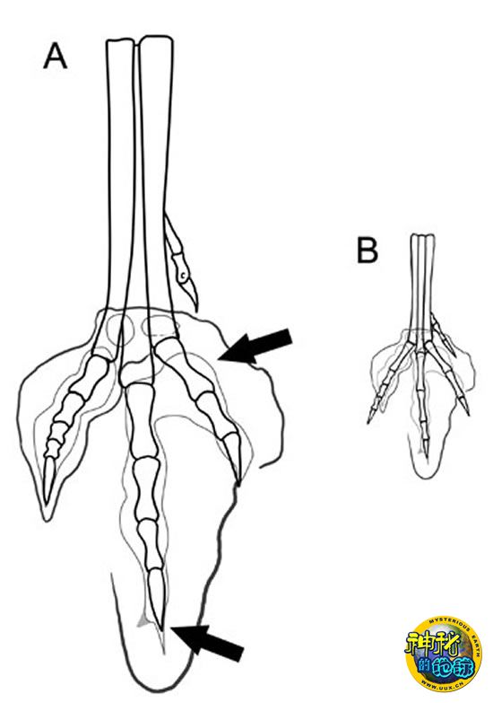 发现尾羽龙足迹化石