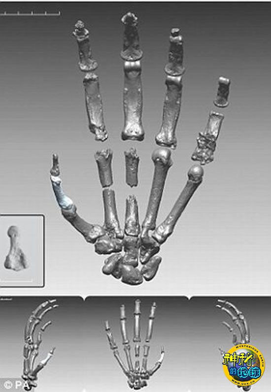 阿尔迪手掌骨骼数字分析图