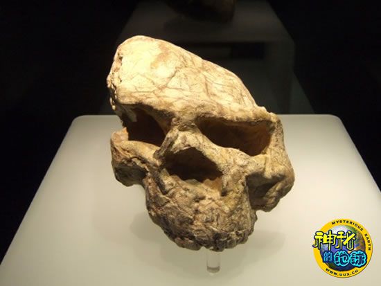 "郧县人"头骨化石发现和研究散记