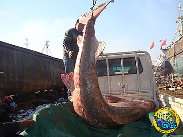 目前,该条中华鲟鱼已移交浙江自然博物馆保存.