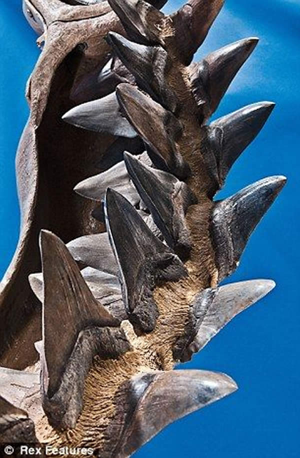 这头在大约150万年前死亡的巨齿鲨体长16米,重达100吨,曾是真正的海洋