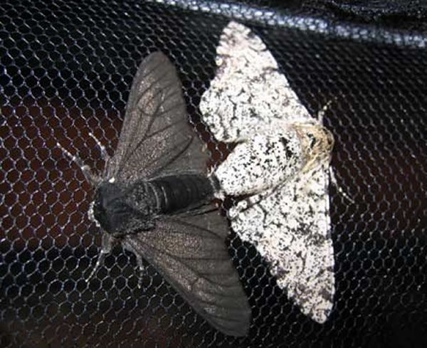 也严重污染了英国的自然环境,椒花蛾(peppered moth)的翅膀由白色逐渐