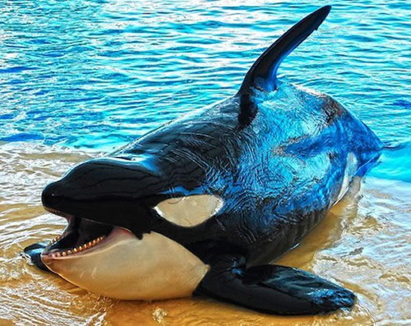 海洋公园的逆戟鲸死于蚊子传播的疾病