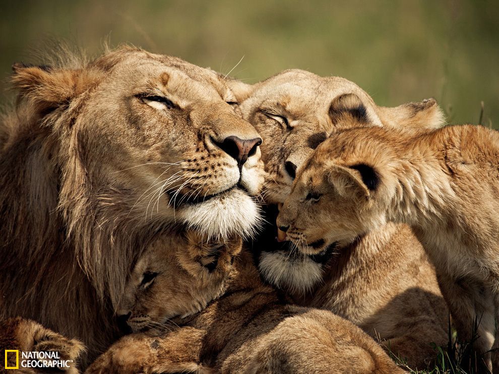 肯尼亚马赛马拉国家公园的狮子