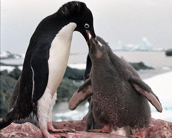 生活于南半球的十种企鹅