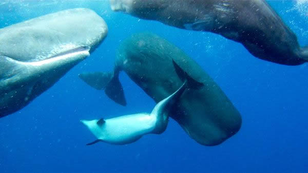 A bottlenose dolphin, with an S-shaped spinal deformity, is seen here rubbing ag