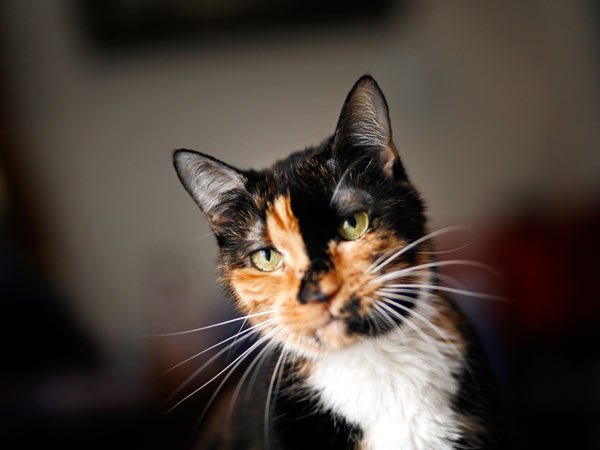 The cat Holly, a 4-year-old tortoiseshell, at her home in West Palm Beach, Fla,.