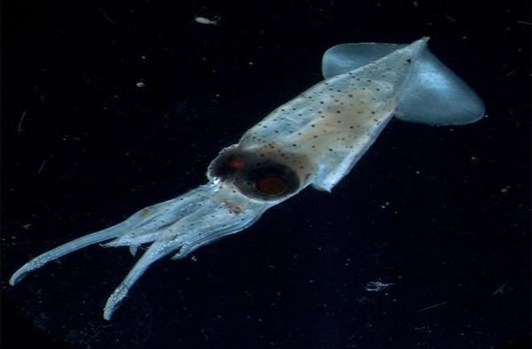 神秘的深海巨型鱿鱼