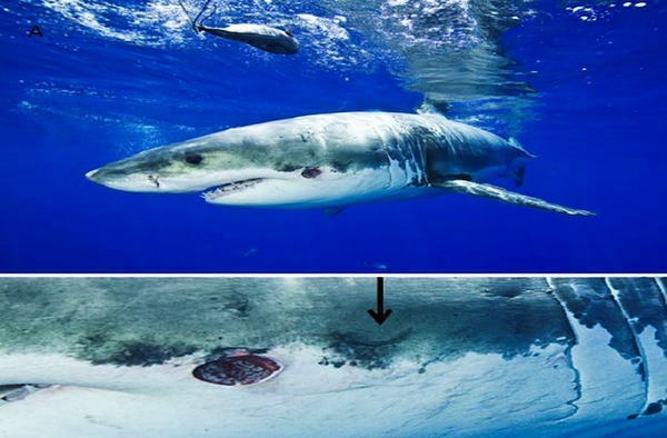 Great white shark with bite and scar inflicted by a cookiecutter shark. The arro