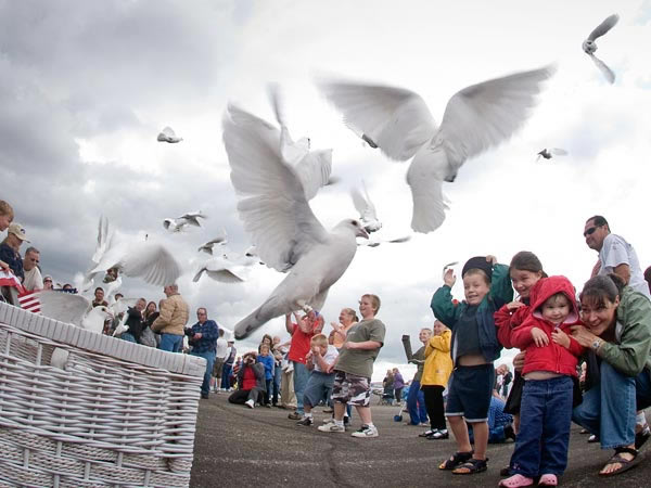 Homing pigeons