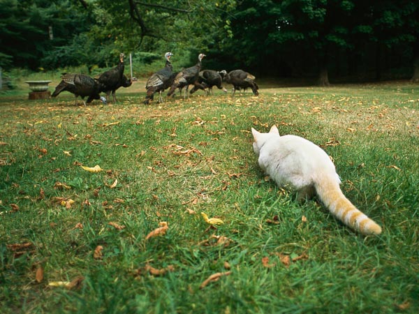 A domestic cat stalks turkeys in Maine.