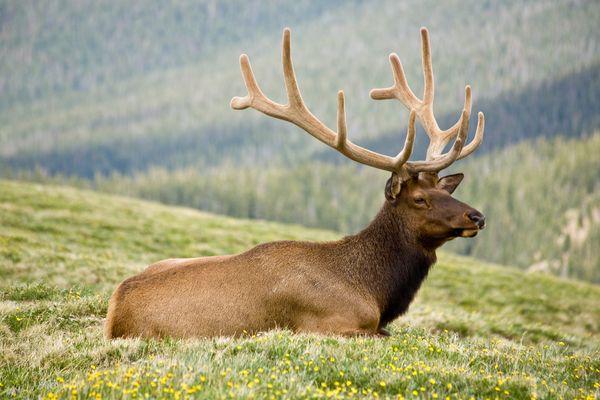 Many believe velvet from elk (pictured, a stag in Colorado) and deer antlers hav