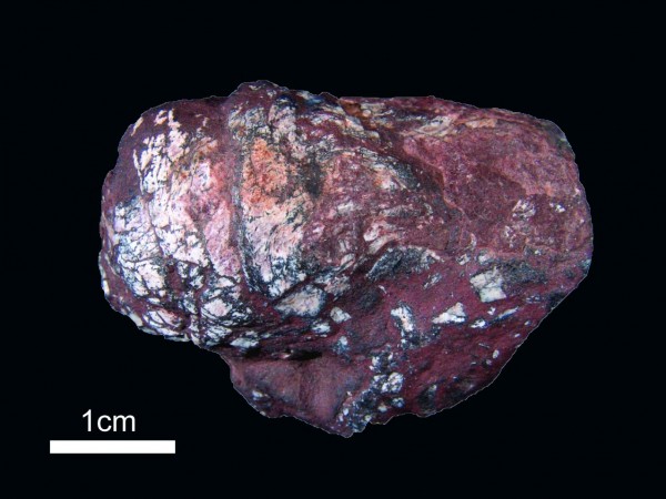 A piece of 270-million-year-old fossilized shark feces. Photograph courtesy PLoS