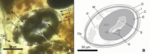 A close-up of tapeworm eggs discovered in the coprolite. Photograph courtesy PLo