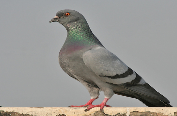 Most Pigeons Came From Escaped Racing Birds