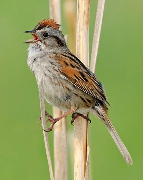 A swamp sparrow sings in a marsh near Cold Lake Provincial Park, Canada.