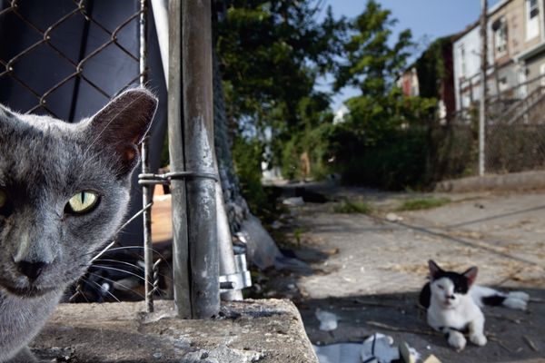 Feral cats roam the streets of Baltimore.