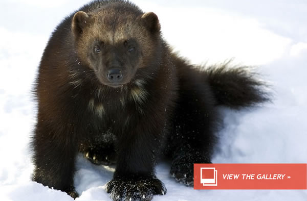 Wolverines May Be Listed as Endangered