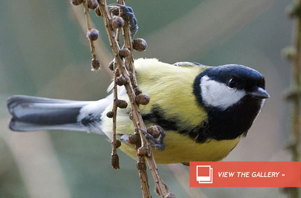 A great tit sits on a branch on December 27, 2012 near Bad Homburg, western Germ