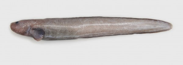 Scientists discovered a new species of eelpout (Zoarcidae) in the Kermadec Trenc