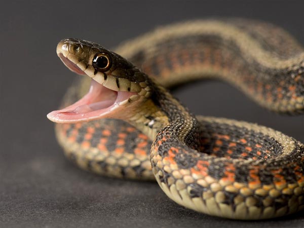 The Lunar New Year begins February 10, ringing in the Year of the Snake.