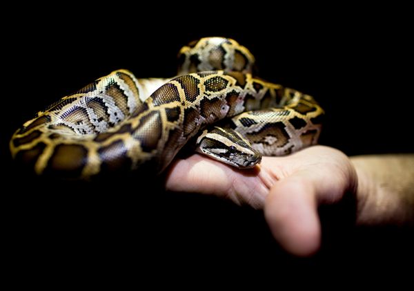 A young Burmese python found in the Florida Everglades on January 14 during the