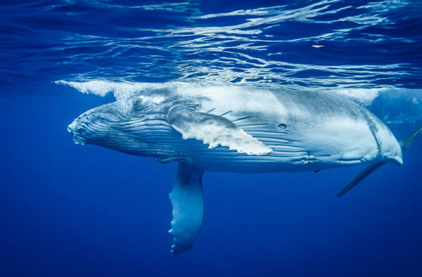 Most whales alive today represent less than 10 percent of their original populat