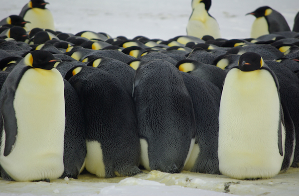 Penguins Wear a Shield of Cold Air in Winter