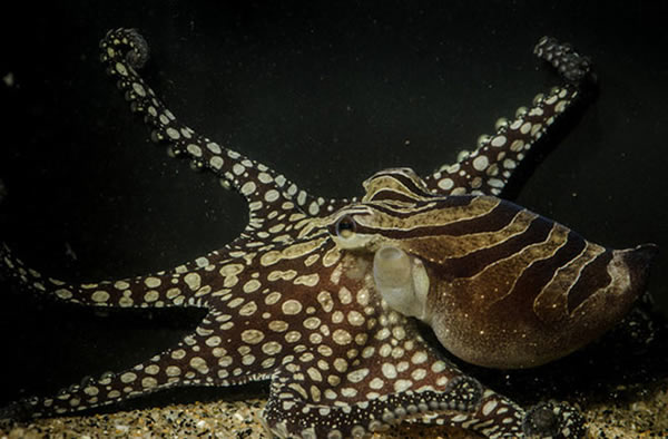 The octopus can change its color pattern from a deep red hue to a wacky combinat