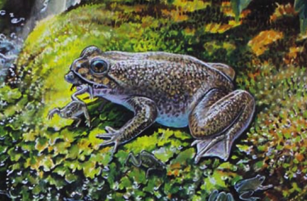 Frog that Gave Birth Through Its Mouth Near Revival