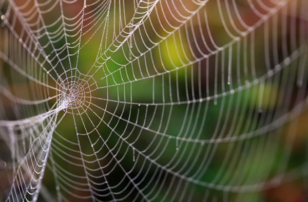 i. recognizes different spider webs