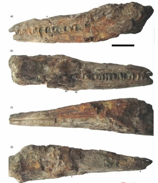 堪萨斯海王龙(tylosaurus kansasensis)头骨化石