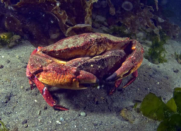 红岩螃蟹螃蟹常见于世界各地的海洋和陆地上的淡水系统.