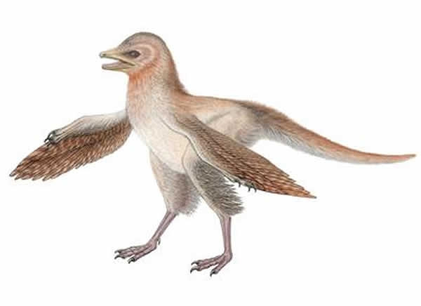 ʼйEosinopteryx brevipenna