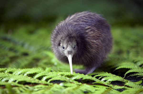 新西兰国鸟"奇异鸟"与澳洲国鸟"鸸鹋"可能有共同的祖先