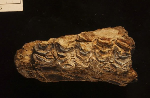 A juvenile jaw bone and teeth from the ancient horse species Eurygnathohippus wo
