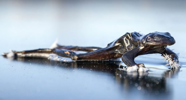 挪威湖面一只青蛙被冻僵在冰面上