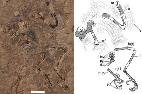 楚雄微鸟（Parvavis chuxiongensis gen. et sp. nov.）正型（王敏供图）。