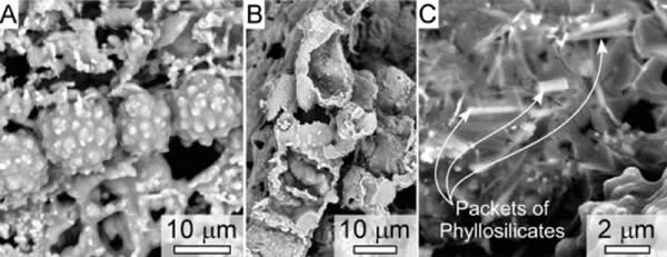 ΢ͼʾڡײꡱеϸ״ṹмͼչʾЩϸṹʱ֮˺Ѻͽ⣬ͼժģShultz, P. et al