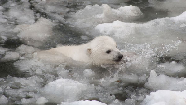小北极熊鼓起勇气首次下水