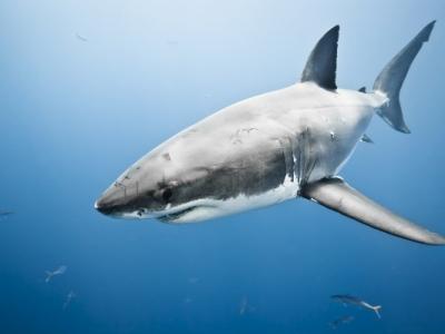 怪异动物问答:最大的大白鲨有多大?