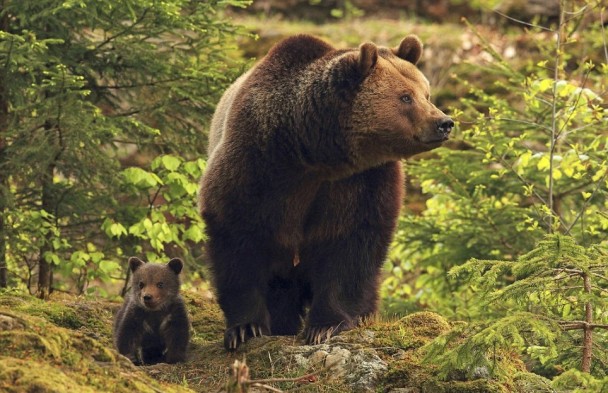 指熊妈妈在春天诞下3头小熊,其中两头不幸在4月时逝世