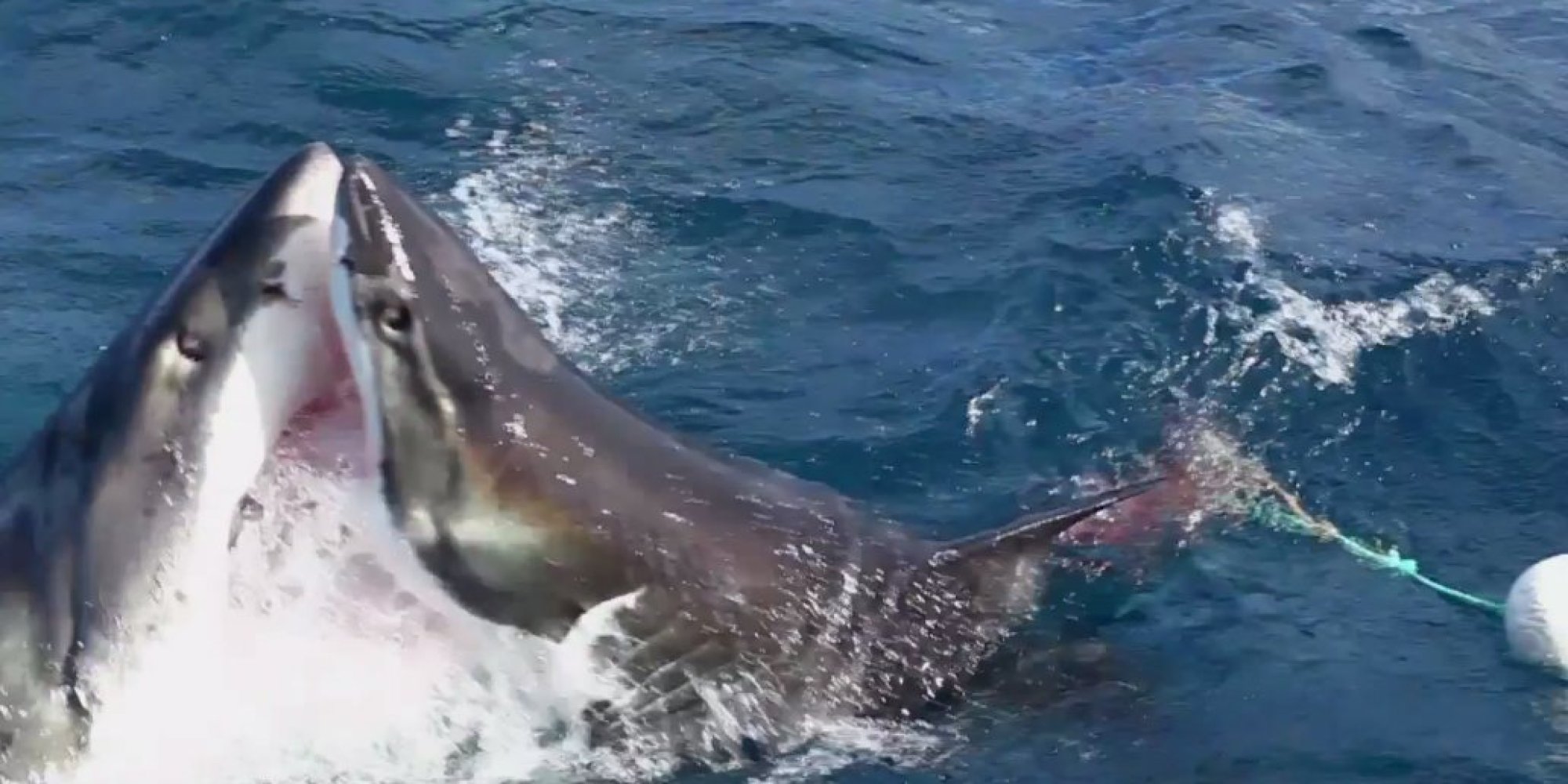 6公尺的大白鲨正在吃水面上的鱼饵,忽然另外一只体型更大的大白鲨冲了