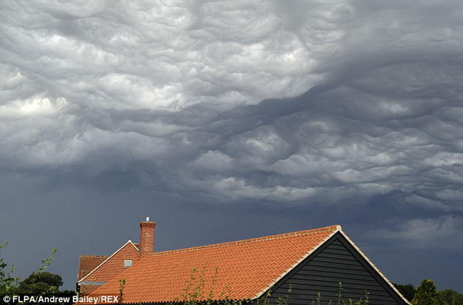 ɻ״㵽һƲ㱻Ϊ(undulatus asperatus)