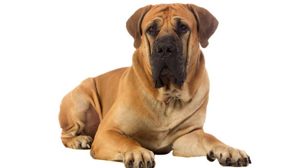 ϷȮԴϷǵķ޺ŷ޻ȮBoerboelϷָũҵĹһ־ȮʯǿݵƷ֣η塣Լˡ