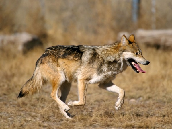 环保组织不满美国一项旨在扩大墨西哥狼合法漫步范围的新规定