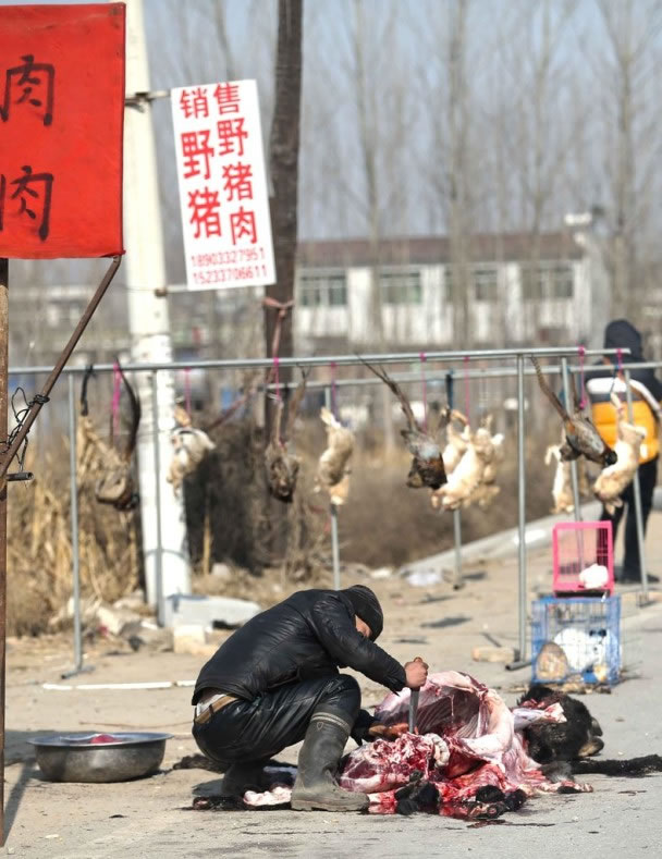 商贩在路边宰杀野猪,场面血腥.