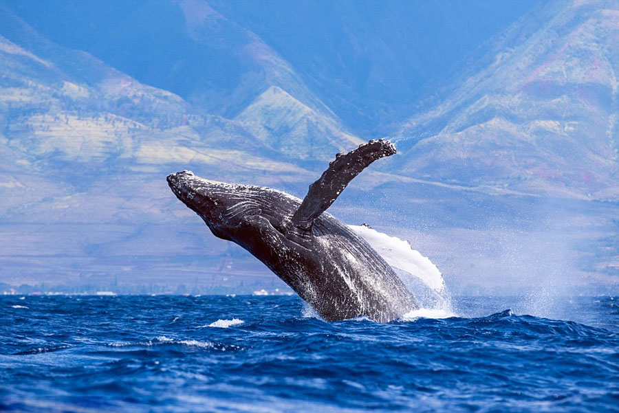 野生动物摄影师jon cornforth在夏威夷岛捕捉到两头巨型座头鲸同时跃