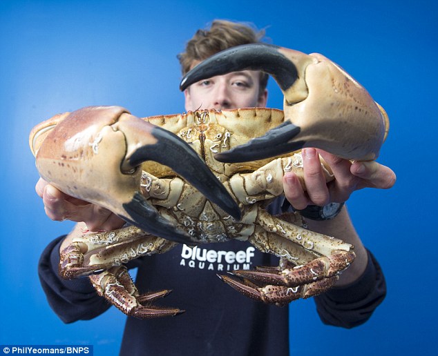英国渔民在英吉利海峡捕获巨大螃蟹 命名为"大力水手"