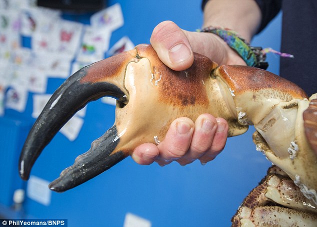英国渔民在英吉利海峡捕获巨大螃蟹 命名为"大力水手"